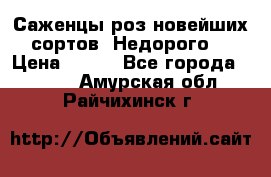 Саженцы роз новейших сортов. Недорого. › Цена ­ 350 - Все города  »    . Амурская обл.,Райчихинск г.